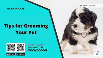 Tips for Grooming Your Pet